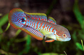 Image result for Tarenna junodii