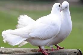 Persatuan penggemar merpati balap sprint indonesia (ppmbsi). Benarkah Merpati Tidak Pernah Mengingkari Janji Animals Meaning Of Love Bird