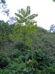 Image result for Toona