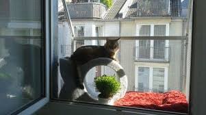Fenster Katzensicher Durch Den Katzenbalkon Vom Katzennetz Profi Katze Balkon Katzen Katzennetz