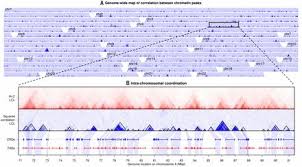 Chromatin Three Dimensional Interactions Mediate Genetic Effects On Gene Expression