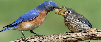 Baby Birds Visiting Feeders