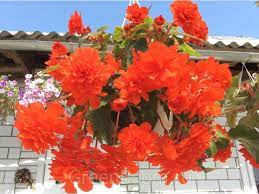 Begonii Begonia Plants Inside Plants