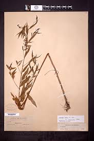 Image result for Ludwigia erecta