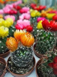 Euro pot teracota pots pack of 1. Variety Of Small Cactus Plants With Colorful Flowers In Plastic Stock Photo Picture And Royalty Free Image Image 117348420