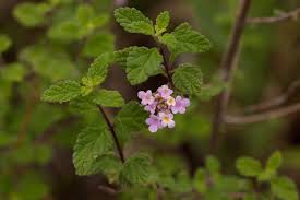 Image result for Lantana moldenkei