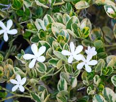 Image result for Carissa