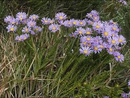 Image result for Pegolettia retrofracta