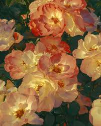 Www.fabulousflorals.com the diy bride's #1 source for wholesale flowers! Clo On Instagram Rosa Borussia Shot By Xuebing Du 2017 In 2021 Beautiful Flowers Pictures Amazing Art Art