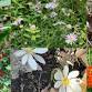 Ecosystem Gardening with RI Native Wildflowers from the Karen Asher of the Wild Plant Society