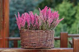 What Is The Meaning Of The Heather Flower Heather Flower Heather Plant Pretty Plants