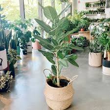 Image result for Ficus oreodryadum