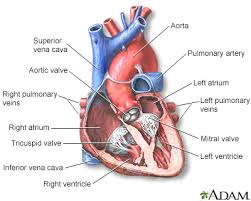 Myocarditis can affect your heart muscle and your heart's electrical system, reducing your heart's ability to pump and causing rapid or abnormal heart rhythms (arrhythmias). Myocarditis Information Mount Sinai New York