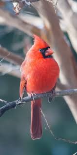 Picture Of A Red Cardinal Bird Hayvanlar Alemi Hayvanlar Kus