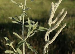 Image result for Aerva javanica