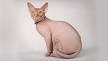 Hairless Sphynx Kittens For Sale