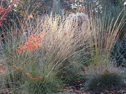 Muhlenbergia Rigens Oregon November Shade Grass Grass Ornamental Grasses