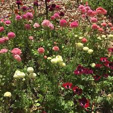 I started with a few flowers in the borders, and then an entire 16 x 3′ bed, to the point i am at this year which is 2, 16 x 3′ flower beds. Planting A Cutting Garden For Beginners