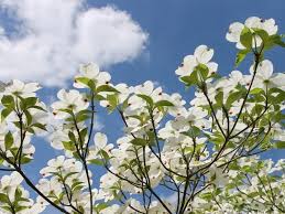 Check spelling or type a new query. 52 Incredible White Flowers With Names Meaning And Pictures Florgeous