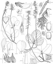 Image result for Pseudovigna