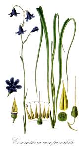 Image result for Tecophilaeaceae