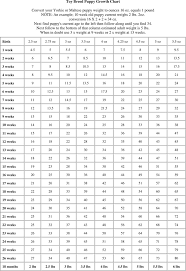 Maltese Puppies Growth Chart Goldenacresdogs Com