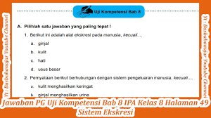 Menghasilkan atp lebih banyak pada respirasi anaerob daripada aerob. Berikut Ini Adalah Alat Ekskresi Pada Manusia Kecuali Cute766