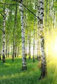 Fototapete Bild Tapete Birken 170x250cm Poster Wald Natur Sonnenaufgang Bordure Baum Fotografie Wald Fotografie Und Foto Natur