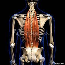 Buydirect is the newest place to search. Erector Spinae Muscles In Isolation Rear View Of Upper Back Human Fototapete Fototapeten Schulter Ruckenschmerzen Starke Myloview De