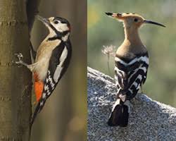 This means that a woodpecker drums almost 20 times in a second. Why Don T Woodpeckers Get Headaches Ask A Biologist