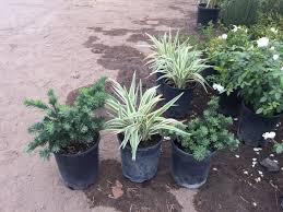 Image result for Polygala filicaulis