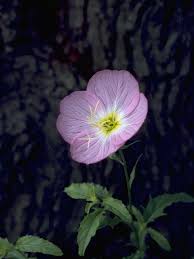 The University Of Texas At Austin Evening Primrose Flower Primrose Flower Pink Evening Primrose