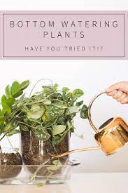 Bottom Watering Your Plants Ever Heard Of It Water Plants Watering House Plant Care