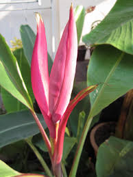 Image result for Senecio lewallei