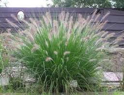 pennesetum alopecuroides hameln en vele andere siergras soorten verkrijgbaar bij buxuskoning nl siergras tuin tuinplanten