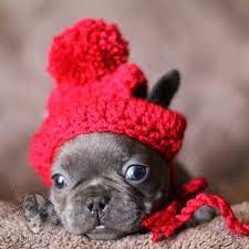 Fancy Frenchie Fashion Winter Beanie Hat Gorrito Para Mascotas Etsy French Bulldog Clothes French Bulldog Puppies