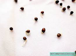 Beberapa varietas benih kacang hijau inokulasi benih kacang hijau ini dilakukan agar benih kacang hijau dapat beradaptasi di tanah yang belum pernah disinggahi oleh tanaman sejenisnya. Menyemai Benih Kubis Di Tanah Terbuka Dan Dalam Video Rumah Hijau Tumbuhan