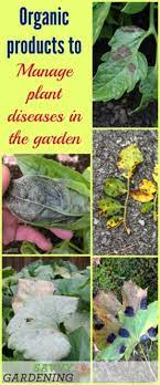 Maybe you would like to learn more about one of these? Plant Diseases In The Garden How To Prevent And Control Them