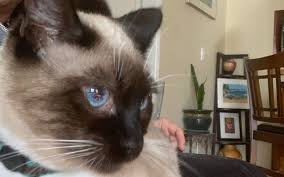 First time visiting the vet? Mobile Vet Care The Best Of Both Worlds