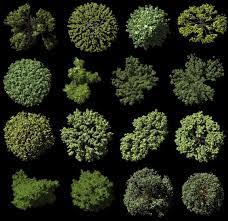 Realistic Trees Top View Trees Top View Tree Photoshop Landscaping Around Trees