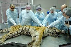Russia's 'Fairy Tale' Siberian Tigers Beating Long Odds For A Comeback |  Cbc News