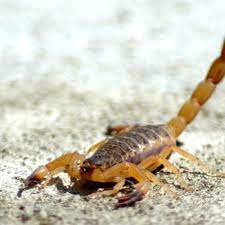 Pest control for las vegas. Buddies Exterminating Llc 11 Reviews Pest Control 4505 Del Monte Ave Las Vegas Nv Phone Number