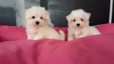 tea cup maltese ter kopek malta kopegi sevimli kopekler