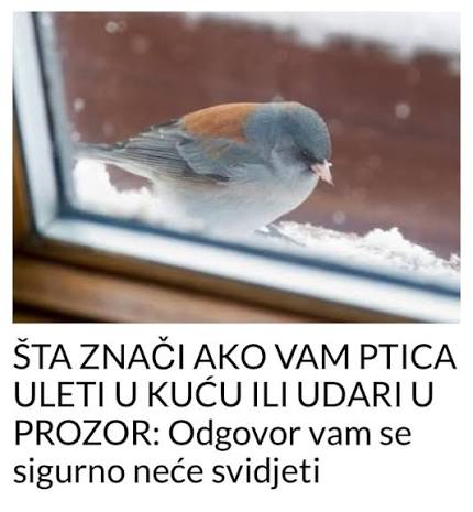 Funny - ŠTA ZNAČI AKO VAM PTICA ULETI U KUĆU ILI UDARI U PROZOR: Odgovor  vam se sigurno neće svidjeti Link u komentaru 👇 | Facebook