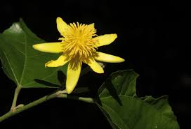 Image result for Glyphaea tomentosa