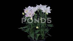 Time Lapse Of Opening Orange Chrysanthemum Flower Buds With Alpha Channel Stock Footage Orange Chrysanthemum Opening T Chrysanthemum Flower Flower Bud Flowers