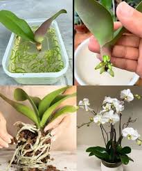 Image result for orchid cuttings