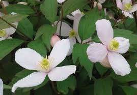 Check spelling or type a new query. Clematis When And How To Prune Clematis Greenfingers Online