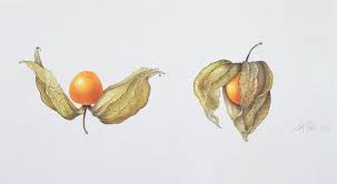 Image result for Physalis peruviana