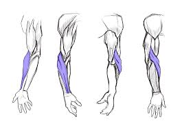 It arises from the grooved volar surface of the body of the radius, extending from immediately below. Learn To Draw Arms Once And For All Gvaat S Workshop